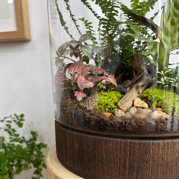 X-Large Helga Terrarium with Lush Forrest with Timber Base and Ball #2509