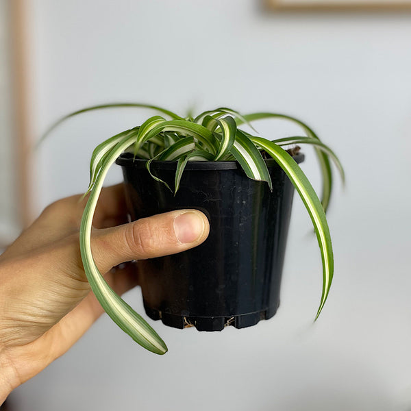 Chlorophytum Spider Plant Curly 100mm