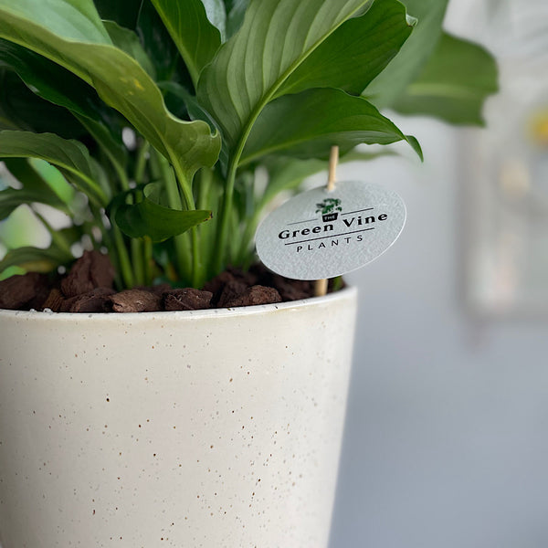 Peace Lily in Large Gerti Pot Speckled White