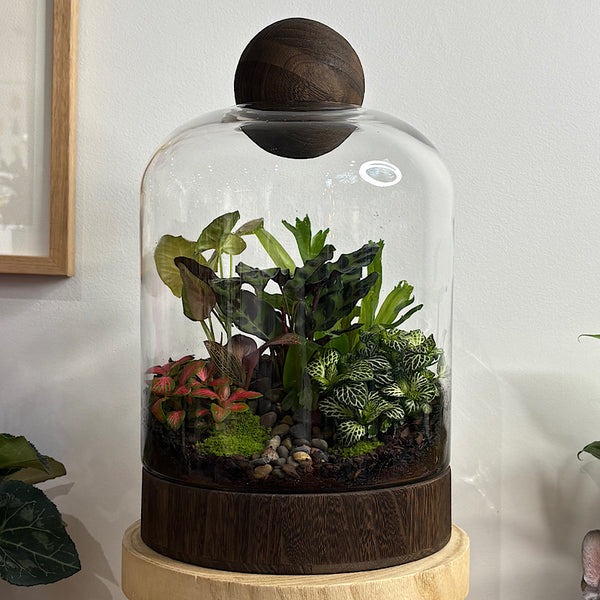 X-Large Helga Terrarium with Lush Forrest with Timber Base and Ball #1912