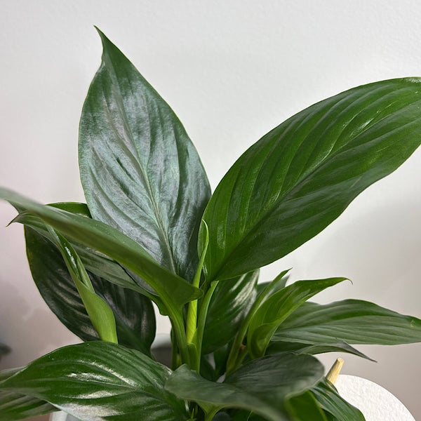 Peace Lily in Jesse Pot Sky