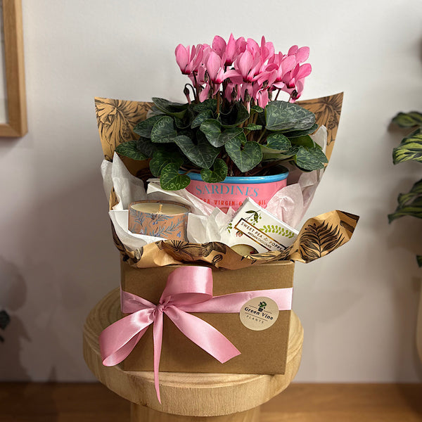 Fun Flowering Plant Gift Box - Same Day Local Delivery for Canberra