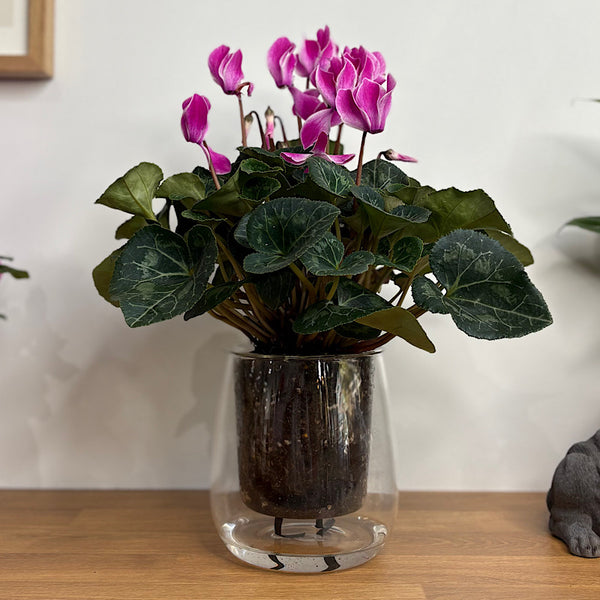 Cyclamen Allure Flame Purple in Large Glass Self Watering Pot