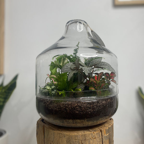 Large Teardrop Dome Terrarium #0423