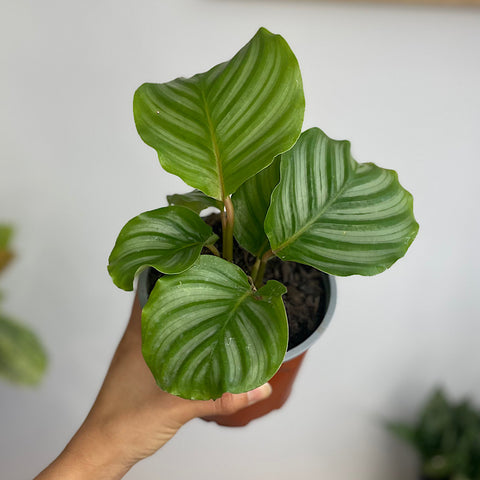 Calathea Orbifolia 130mm
