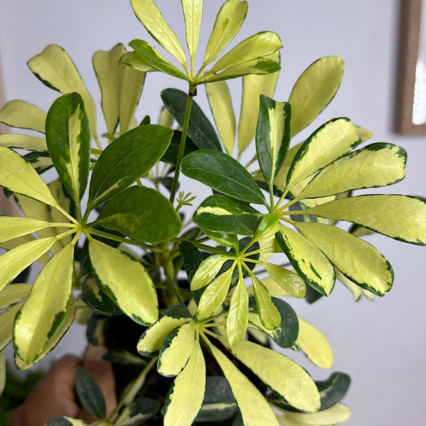 Schefflera Madam De Smet Variegated Dwarf Umbrella Tree 140mm