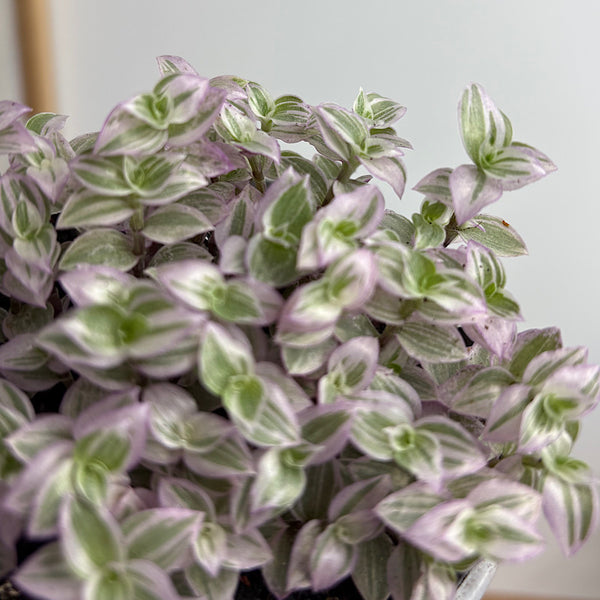 Callisia Repens Pink Lady 105mm