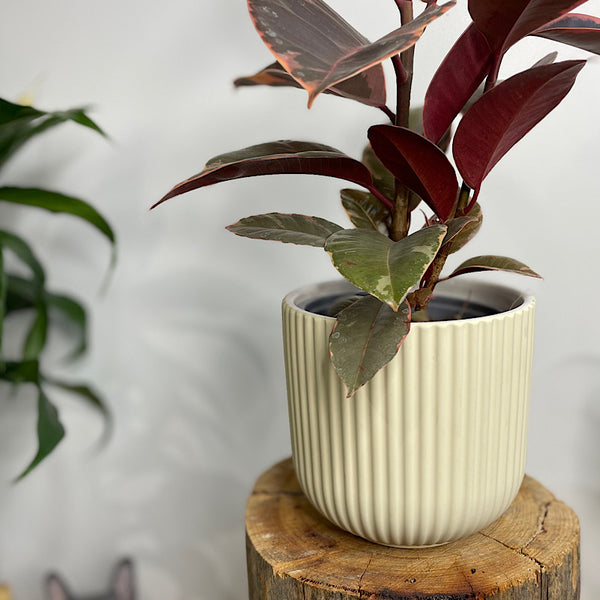 Ficus Ruby in Palina Pot Ivory