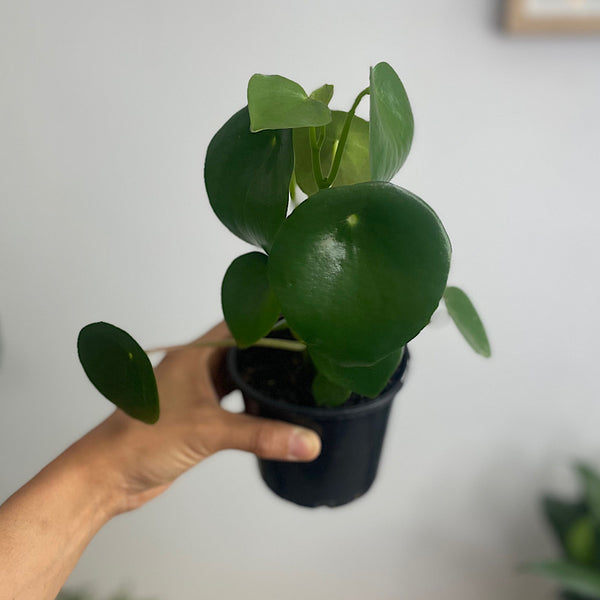 Peperomia Polybotrya Raindrop Pep 100mm