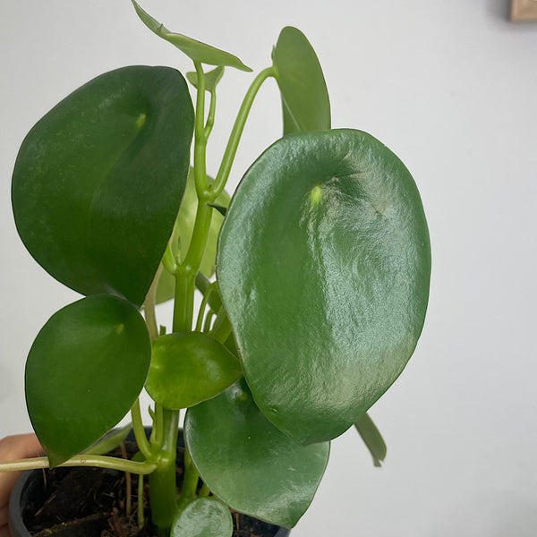 Peperomia Polybotrya Raindrop Pep 100mm