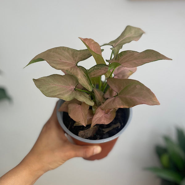 Syngonium Pink Heart 130mm