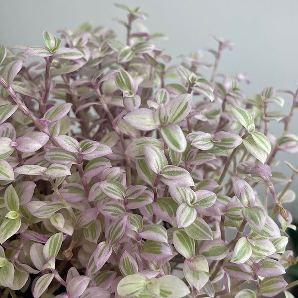 Callisia Repens Pink Panther 100mm