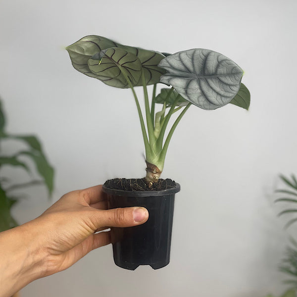 Alocasia Silver Dragon 90mm