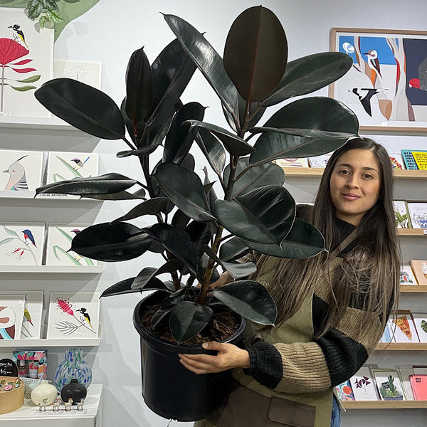 Ficus Elastica Burgundy Indian Rubber Tree 300mm
