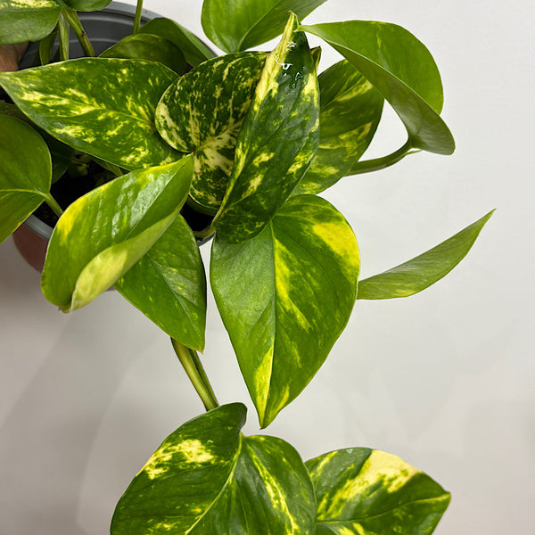 Devils Ivy Epipremnum Aureum Pothos 130mm