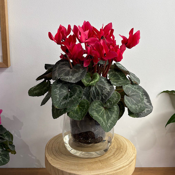 Cyclamen Red in Large Self Watering Glass Pot