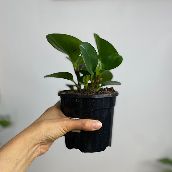 Peperomia Obtusifolia Jade Baby Rubber Plant 120mm