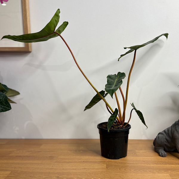 Philodendron Billietiae Emeraldi 120mm