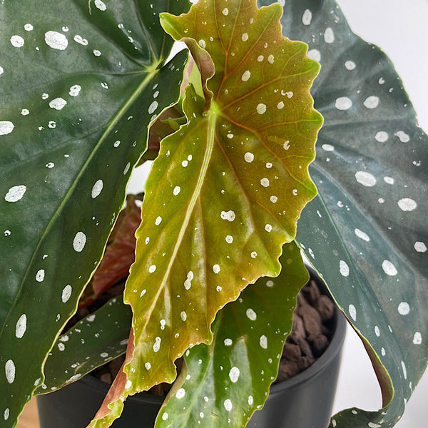 Begonia Maculata in Medium Zurich Pot Black