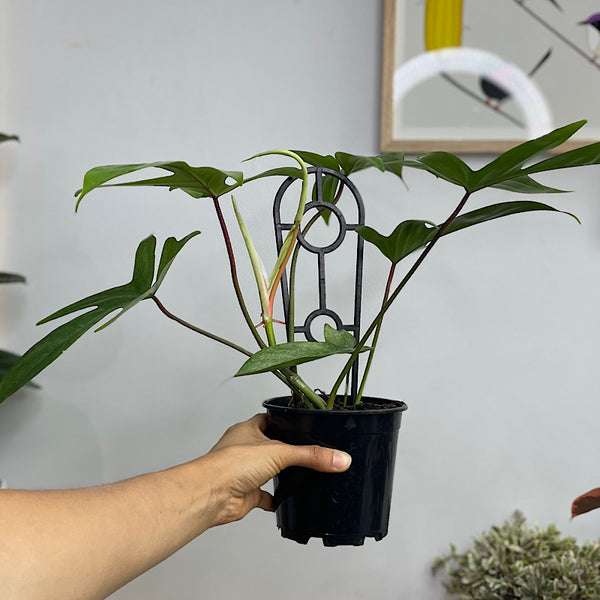 Philodendron Florida Ghost Mint 130mm