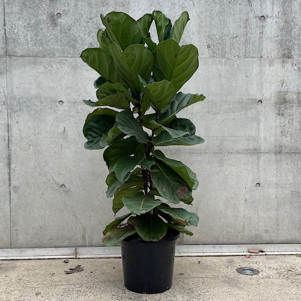 Ficus Lyrata Fiddle Leaf Fig 300mm