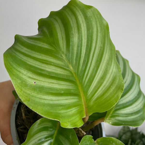Calathea Orbifolia 130mm