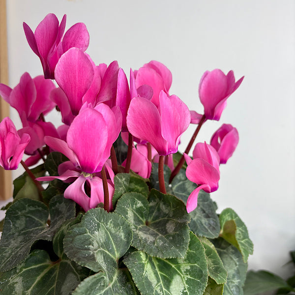 Pink Cyclamen in Large Clear Self Watering Glass Pot