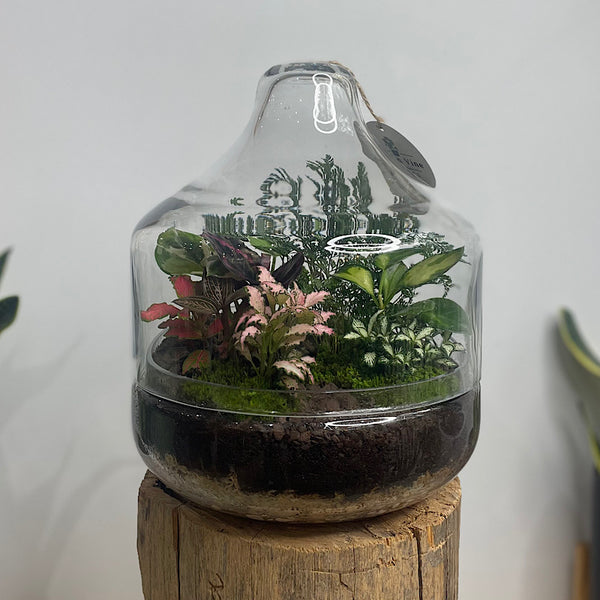 Large Teardrop Dome Terrarium #0424