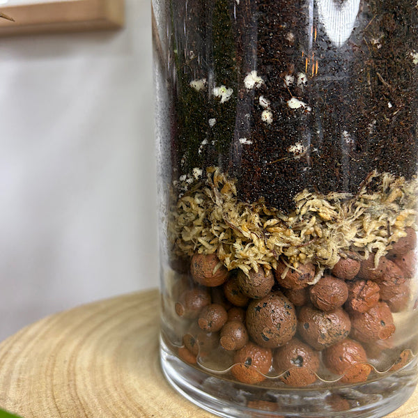 Epipremnum Devil's Ivy Pothos in Glass Cylinder