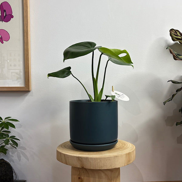 Monstera Deliciosa in Medium Oslo Pot Navy