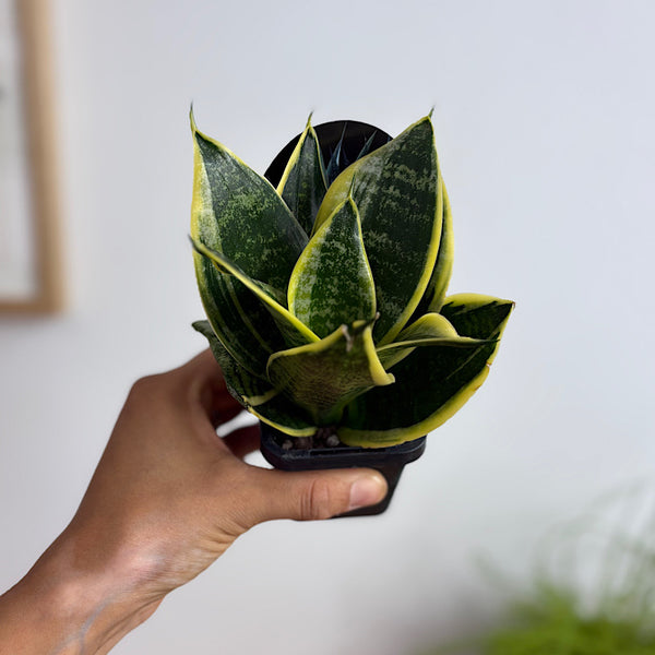 Sansevieria Trifasciata Snake Plant 70mm