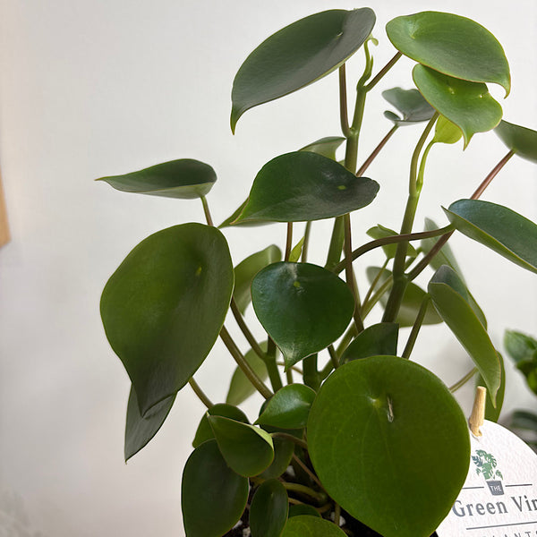Peperomia Polybotrya Raindrop in Small Oslo Navy