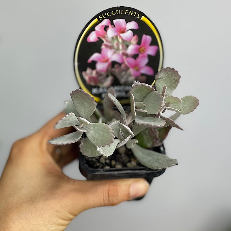 Kalanchoe Pumila Succulent 65mm