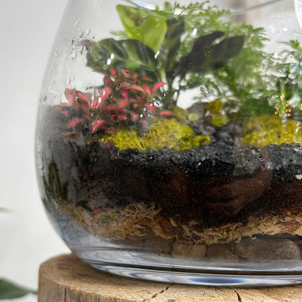 Lush Teardrop Medium Terrarium #0912
