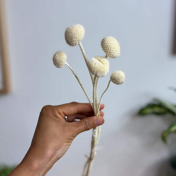 Preserved Billy Buttons