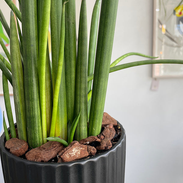 Cylinder Snake Plant in Medium Athens Pot Black