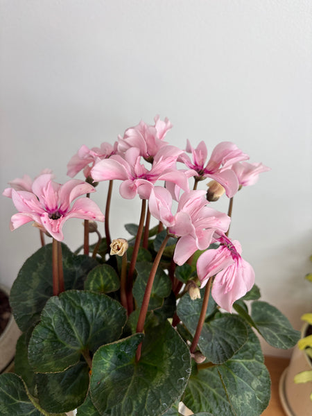 Cyclamen Illusia Pink in Medium Self Watering Glass Pot