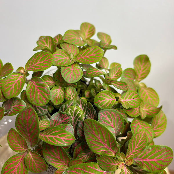 Fittonia Lime Green in Medium Tilted Self Watering Glass Pot