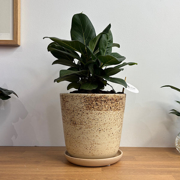 Ficus Audrey in Large Gerti Speckle Pot