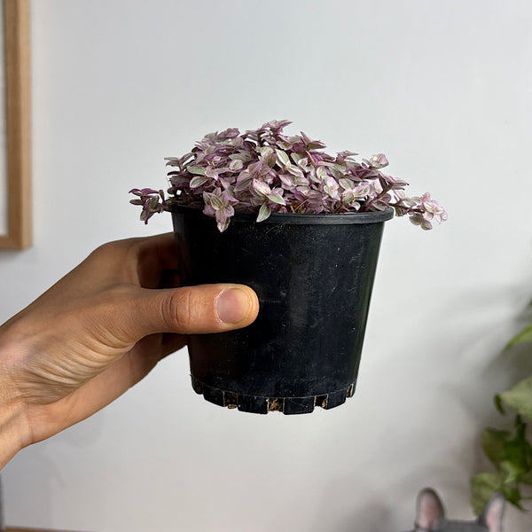Callisia Repens Pink Panther 100mm