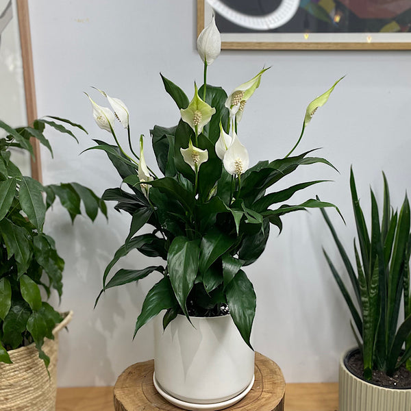 Peace Lily in Large Oslo Pot White