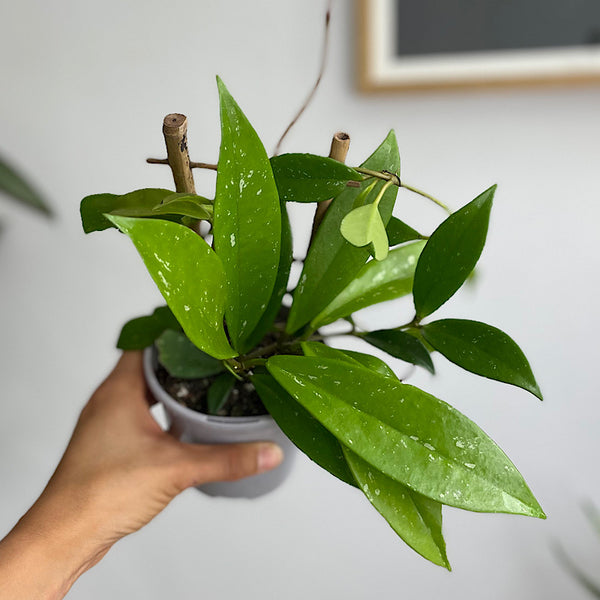 Hoya Pubicalyx 105mm