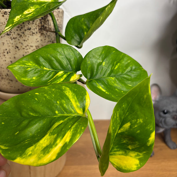 Devil's Ivy Pothos in Medium Gerti Speckle Pot Cookies & Cream