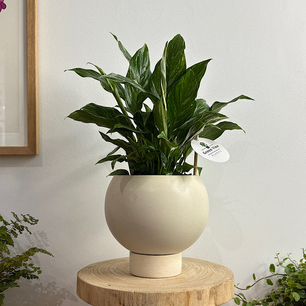 Domino Peace Lily in Small Orbit Pot Oatmeal