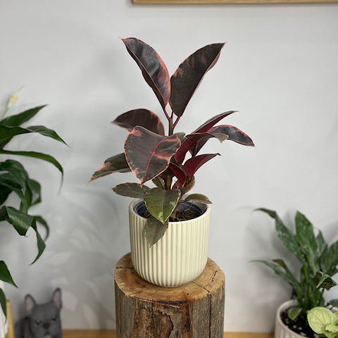 Ficus Ruby in Palina Pot Ivory