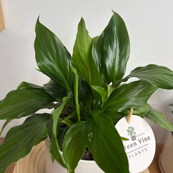 Peace Lily in Small Oslo Pot White