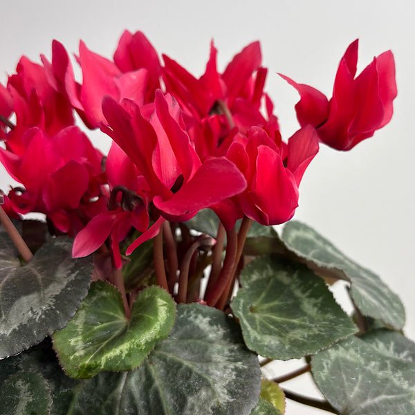 Cyclamen Red in Large Self Watering Glass Pot