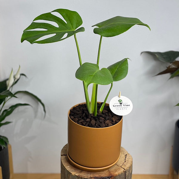 Monstera Deliciosa 'Tauerii' in Medium Oslo Pot Cinnamon