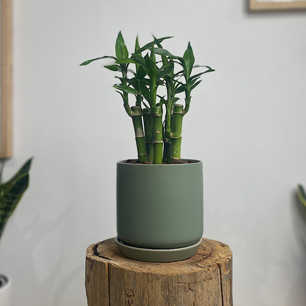 Lucky Bamboo in Small Oslo Pot Eucalyptus
