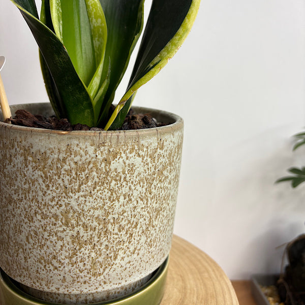 Sansevieria Snake Plant in Small Pollock Pot Limestone
